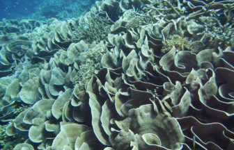 希少・貴重な珊瑚の上は、当然ながら着低禁止